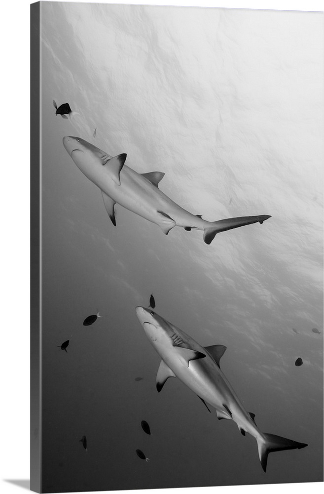 Gray reef sharks. Papua New Guinea.