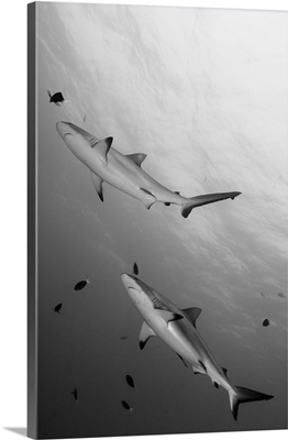 Gray reef sharks Papua New Guinea