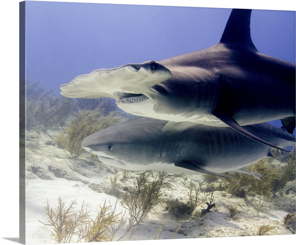 Great hammerhead shark and tiger shark, Tiger Beach, Bahamas.