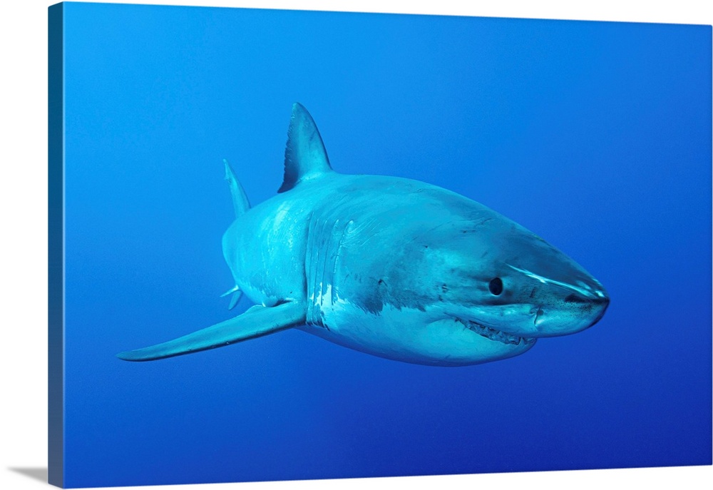 Great white shark, Isla Guadalupe, Baja California, Mexico.