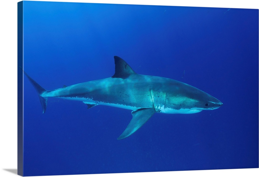 Great white shark, Isla Guadalupe, Baja California, Mexico.