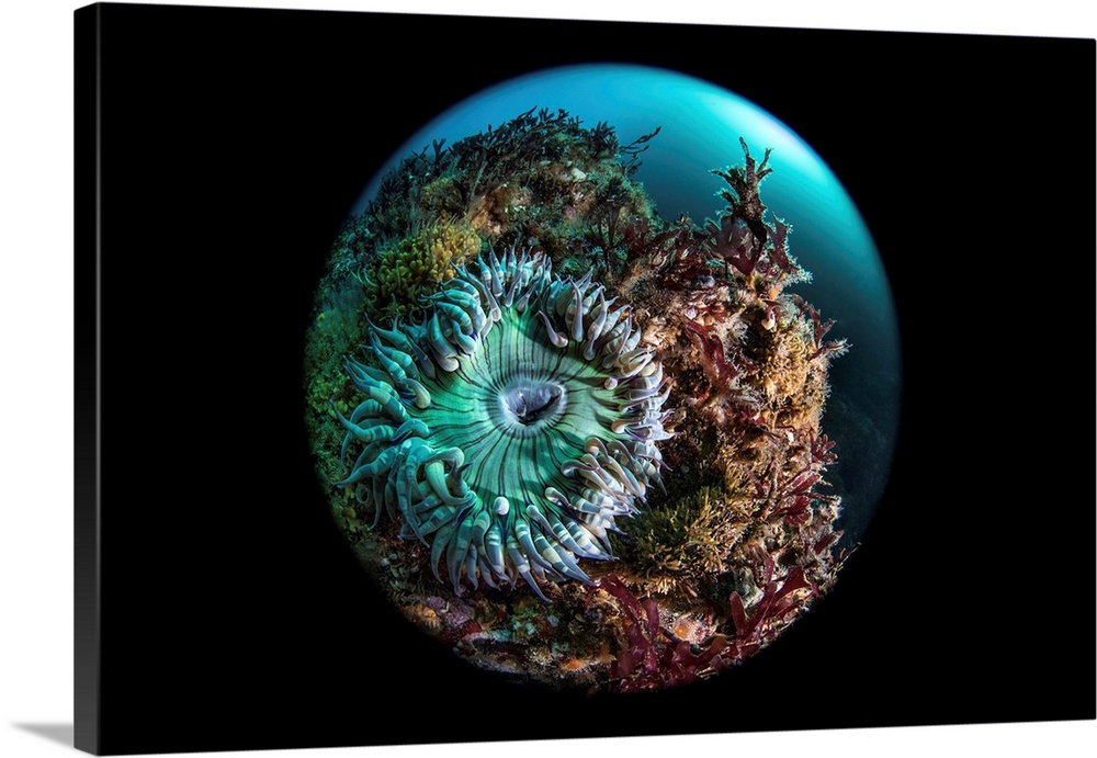 Green anemone, Pacific Ocean.