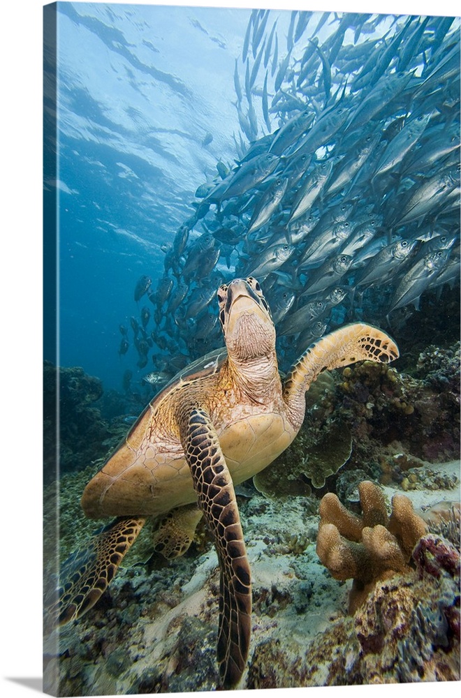 Green sea turtle (Chelonia mydas), and schooling bigeye jacks (Caranx sexfasciatus), Sipadan Island, Malaysia.