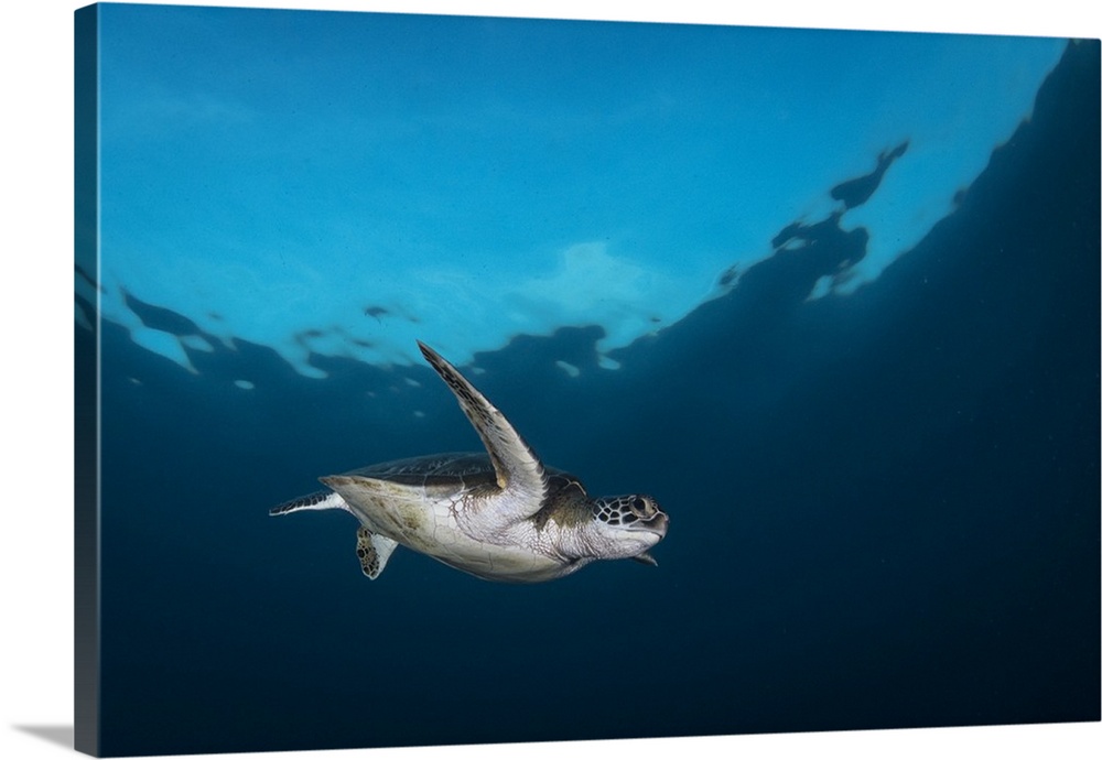 Green sea turtle in Komodo National Park, Indonesia Wall Art, Canvas ...