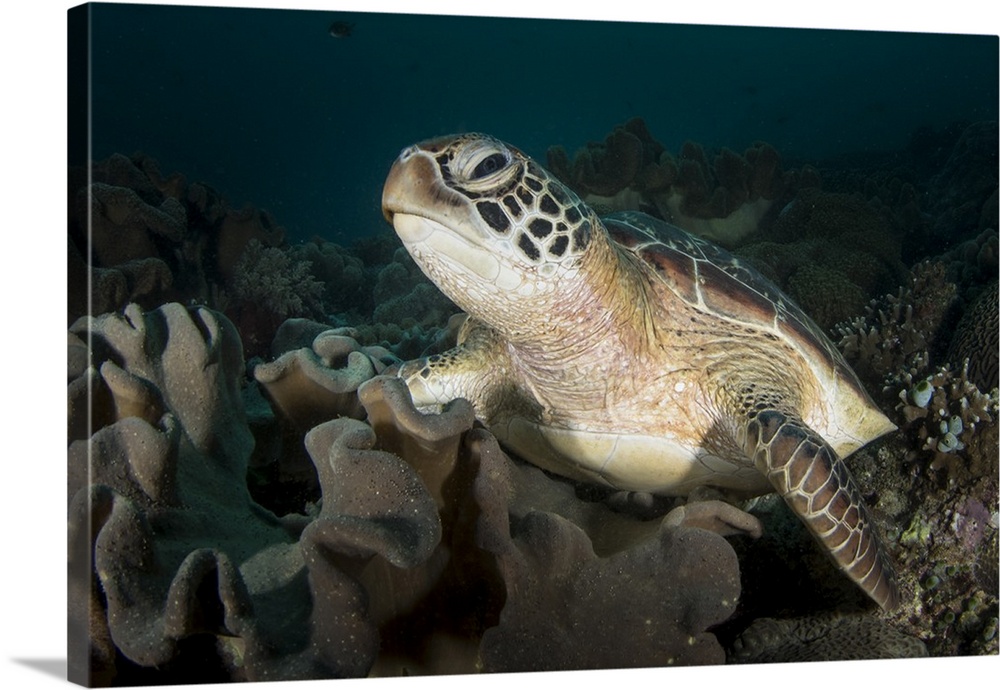 Green sea turtle in the Philippines.