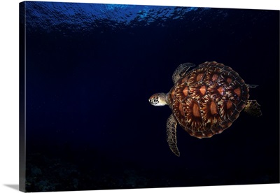 Green Sea Turtle In The Waters Of The Maldives