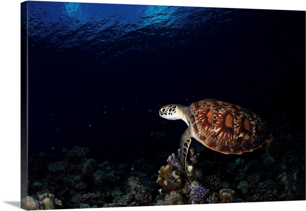 Green sea turtle in the waters of the Maldives.