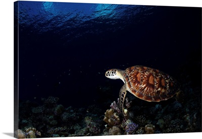 Green Sea Turtle In The Waters Of The Maldives