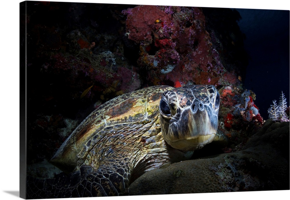 Green sea turtle looking at the camera, Sipadan, Malaysia.