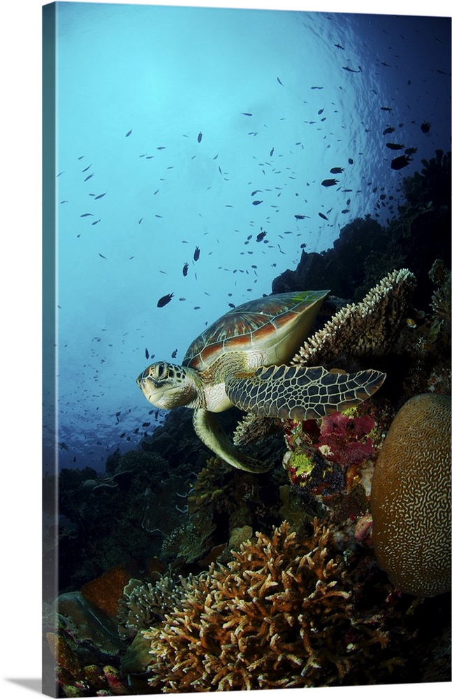 Green sea turtle resting on a plate coral, North Sulawesi.