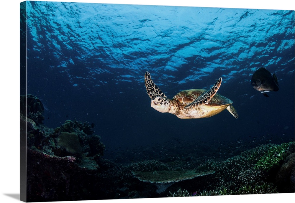 Green sea turtle swimming over a coral garden in Sipadan, Malaysia.