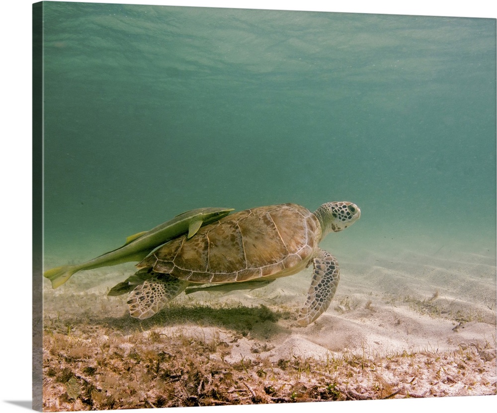 Green sea turtle with remora on back, Tiger Beach, Bahamas.