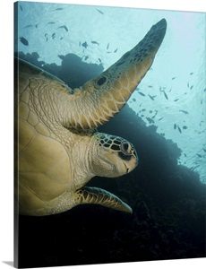 Green turtle, Bunaken Marine Park, Indonesia image thumbnail