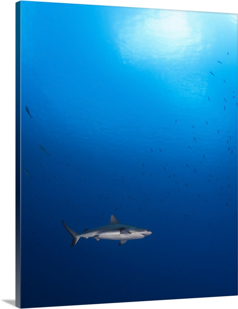 Grey reef shark outside the barrier reef, Chuuk, Micronesia.