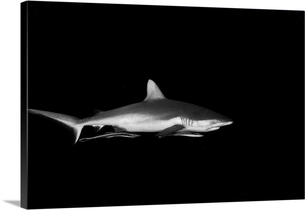 Grey reef shark with remoras attached, Palau.