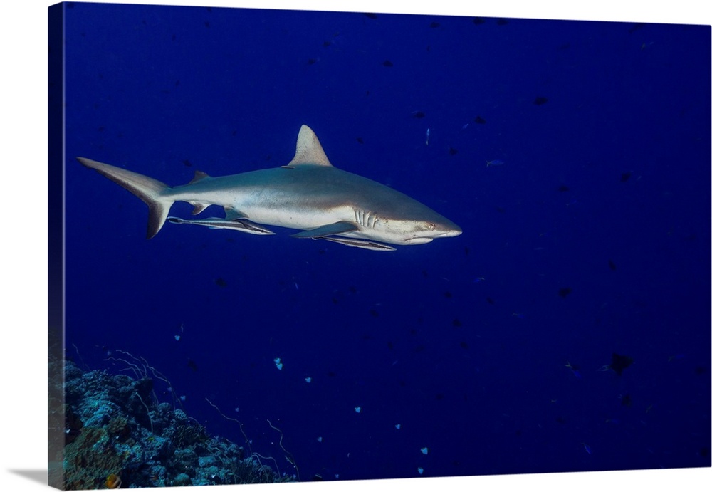 Grey reef shark with remoras attached, Palau.
