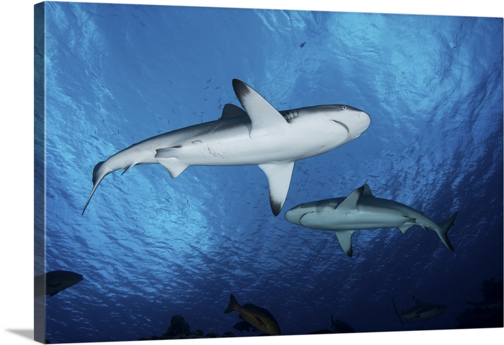 Grey reef sharks, Yap, Micronesia.