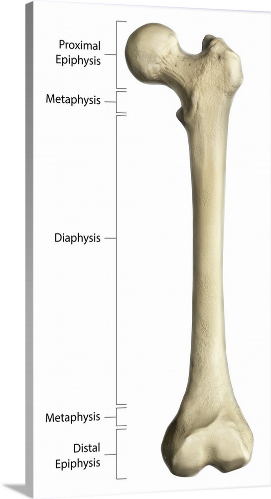 Gross anatomy of a long bone, using a femur with annotations.