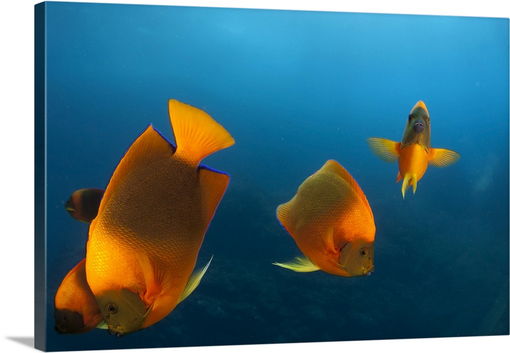 Group of clarion angelfish (Holacanthus clarionensis), Socorro Island, Pacific Ocean, Mexico.