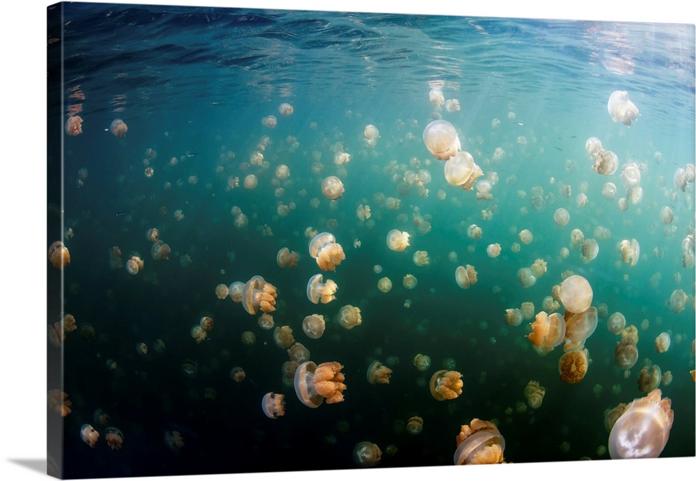 Group of golden jellyfish in Jellyfish Lake, Palau.