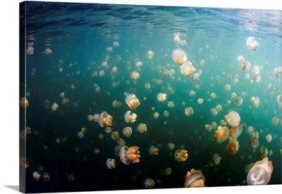 Group Of Golden Jellyfish In Jellyfish Lake, Palau