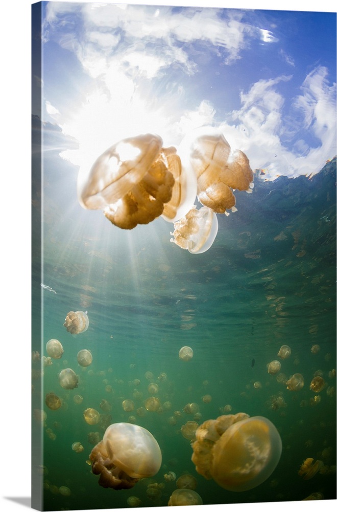 Group of golden jellyfish in Jellyfish Lake, Palau.