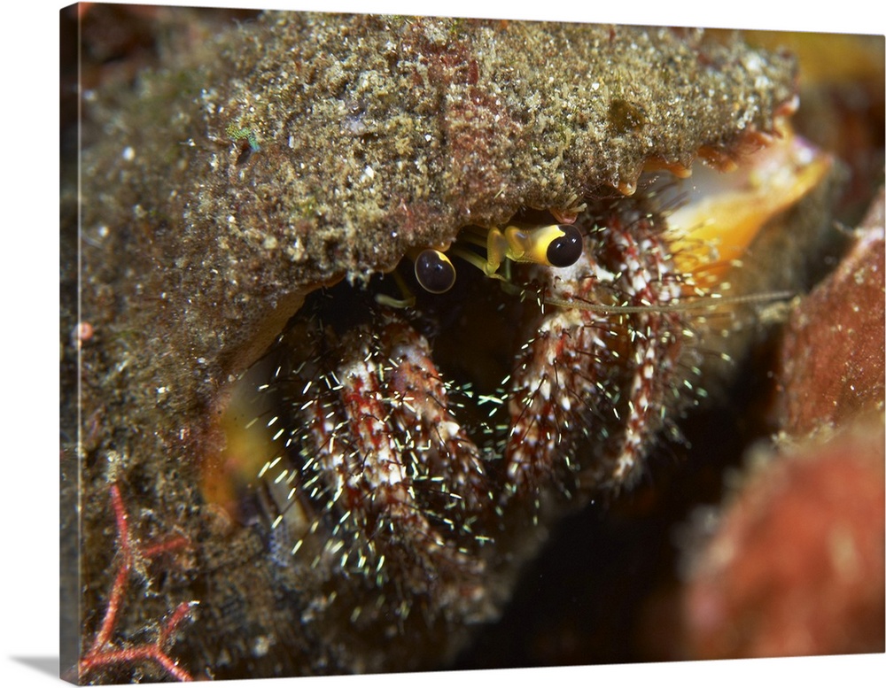 Hairy-legged hermit crab emerging out of its shell, Bali, Indonesia.