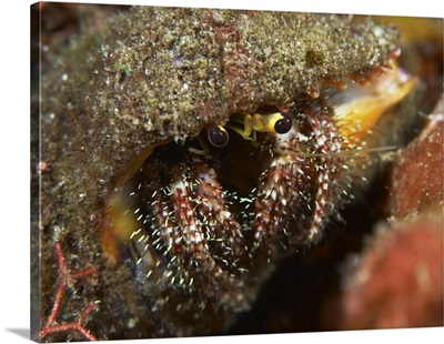 Hairy-legged hermit crab emerging out of its shell, Bali, Indonesia