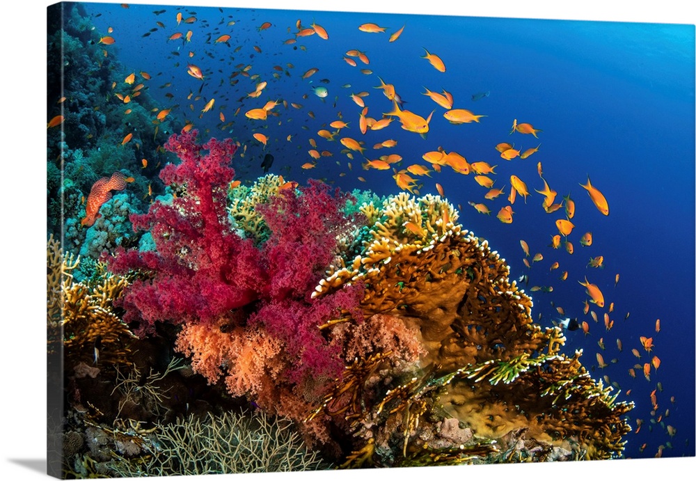 Hard and soft corals cover a reef colonized by anthias fish.