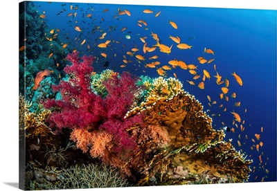 Hard And Soft Corals Cover A Reef Colonized By Anthias Fish