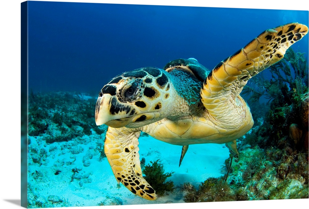 Hawksbill sea turtle (Eretmochelys imbricata) portrait, Caribbean Sea, Mexico.