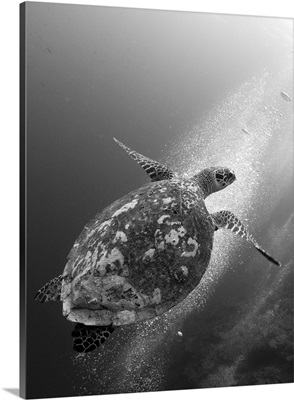 Hawksbill turtle ascending against a colony of bubbles