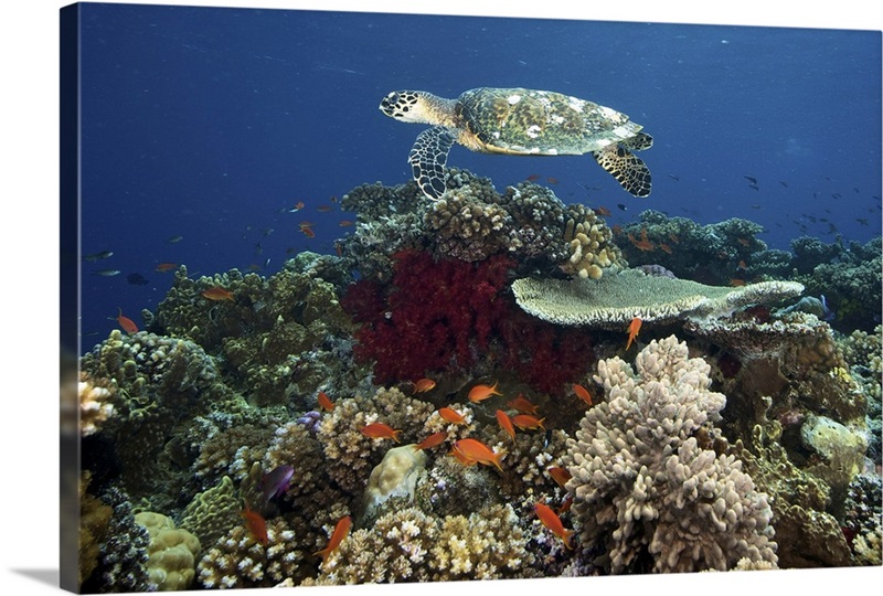 Hawksbill turtle glides over the pristine reefs in Fiji | Great Big Canvas