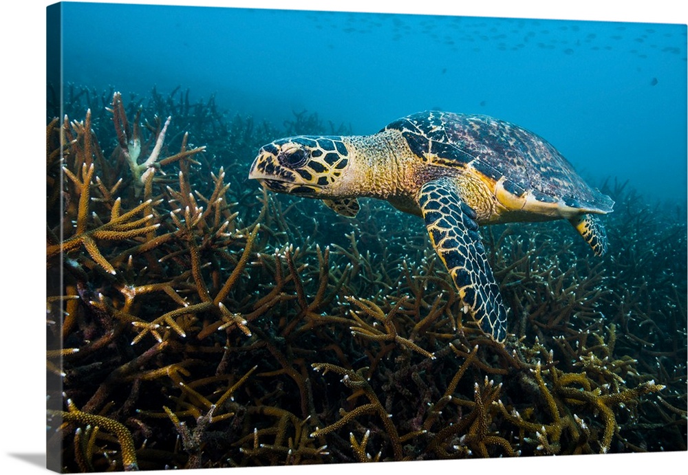 Hawksbille sea turtle in Malaysia.