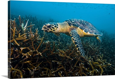 Hawksbille sea turtle in Malaysia