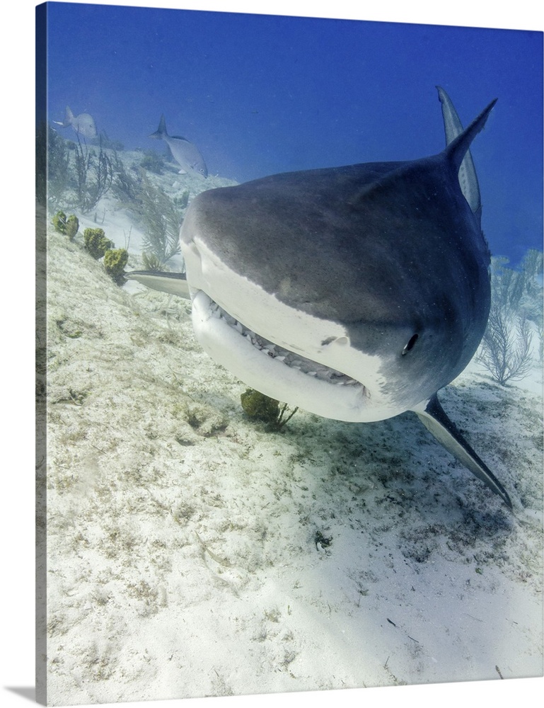 Head on view of a tiger shark, Tiger Beach, Bahamas.