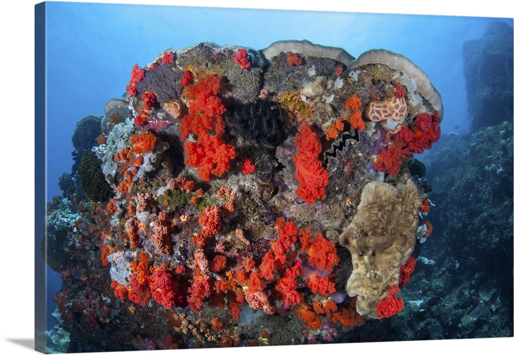 Healthy corals and other invertebrates on a reef in Sulawesi, Indonesia.
