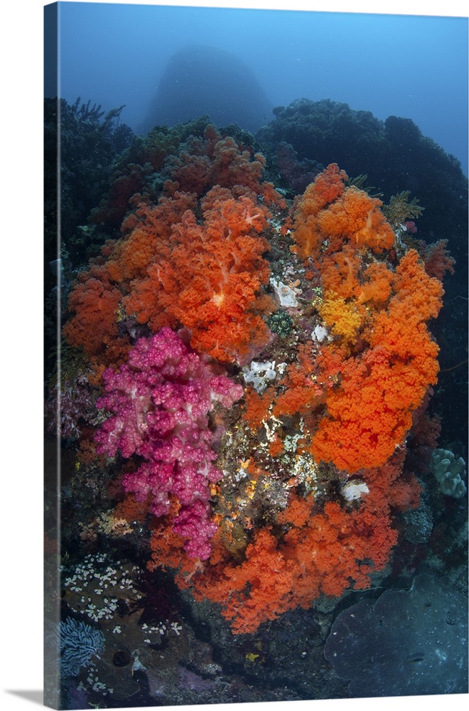 Healthy corals and other invertebrates thrive on a reef in Sulawesi, Indonesia.