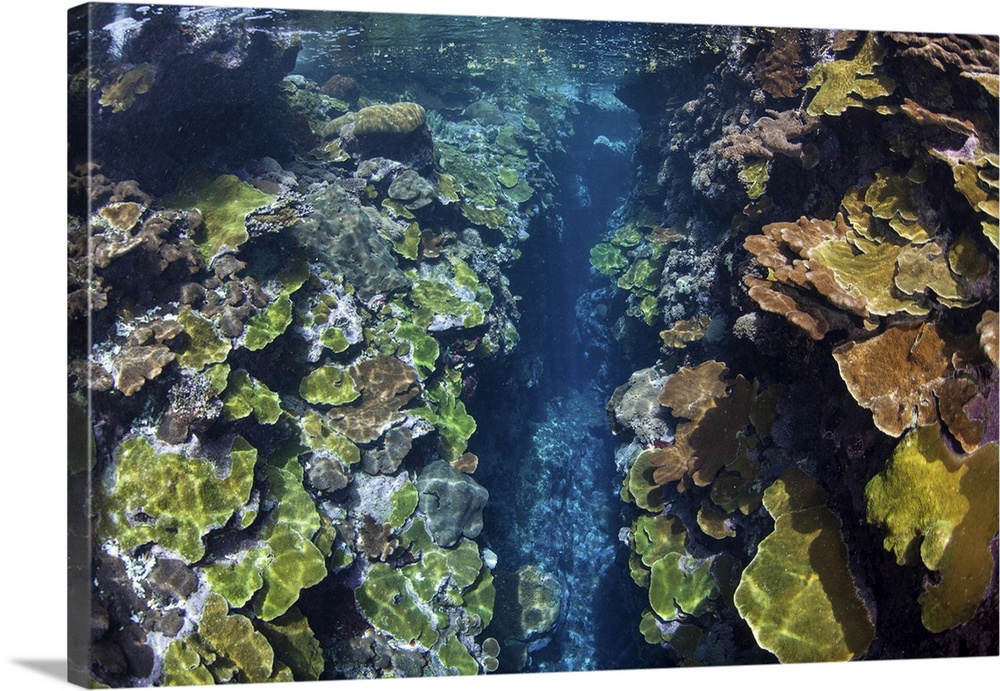 Healthy corals grow on a shallow reef in the Solomon Islands.