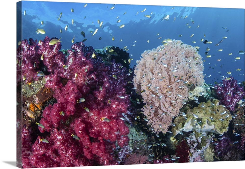 Healthy corals grow on a vibrant reef in Raja Ampat, Indonesia.