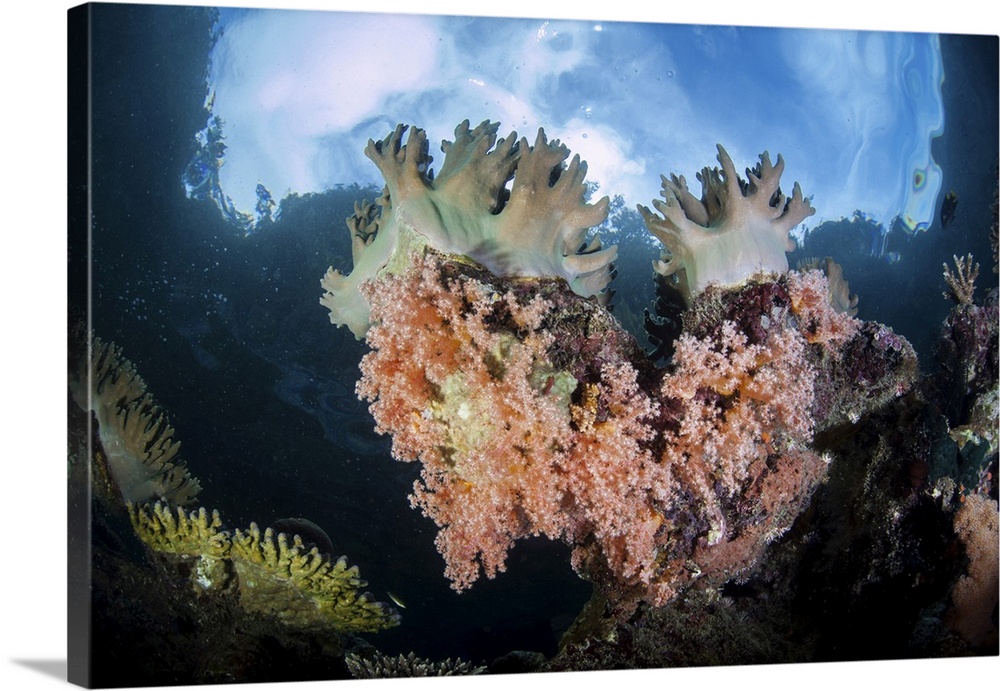 Healthy corals grow on a vibrant reef in Raja Ampat, Indonesia.