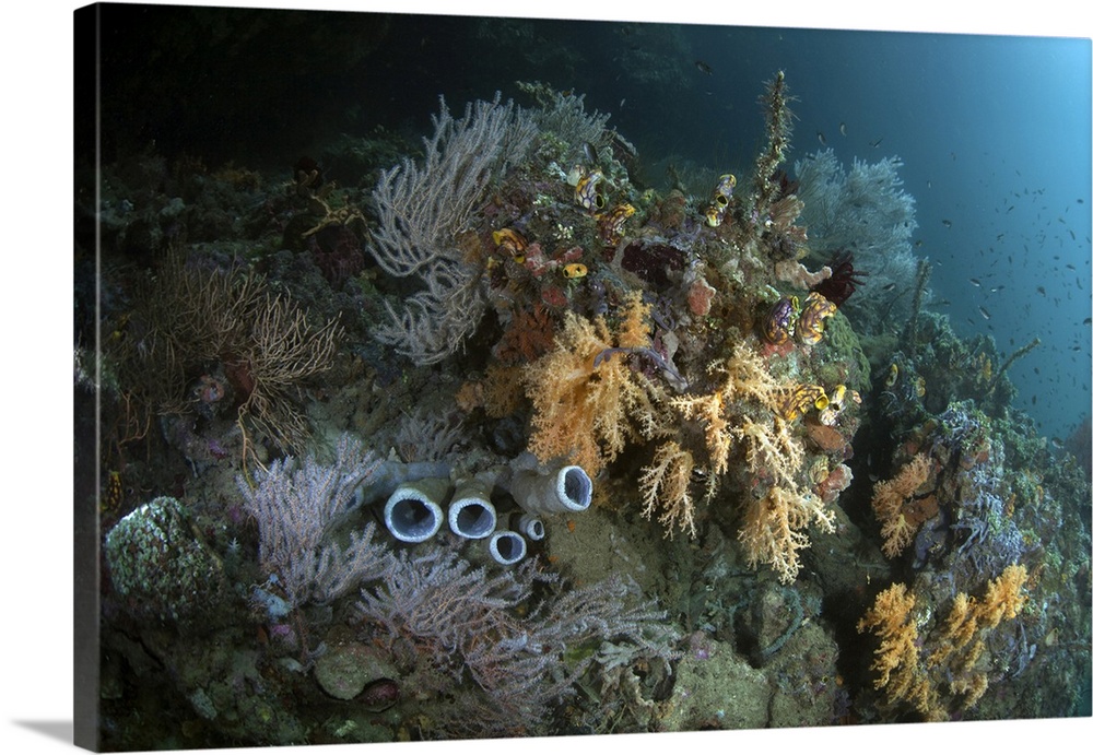Healthy corals, sponges, and other invertebrates on a reef in Raja Ampat, Indonesia.