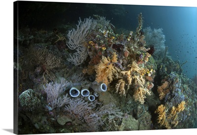 Healthy Corals, Sponges, And Other Invertebrates On A Reef In Raja Ampat, Indonesia