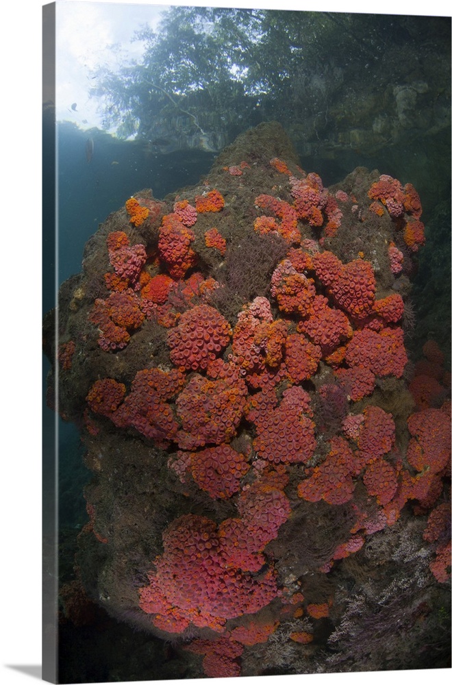 Healthy corals, sponges, and other invertebrates on a reef in Raja Ampat, Indonesia.