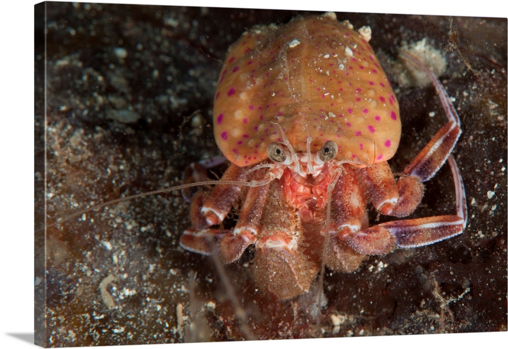 Hermit crab, Gulen, Sweden.