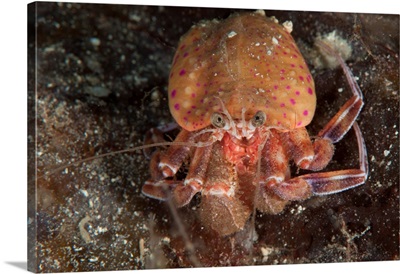 Hermit Crab, Gulen, Sweden