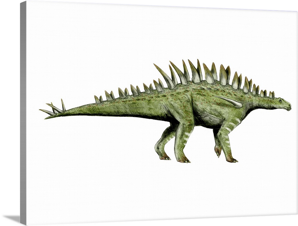 Huayangosaurus dinosaur, white background.