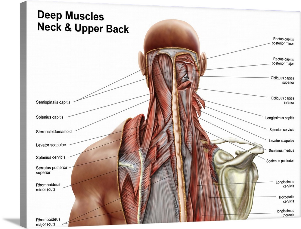 https://static.greatbigcanvas.com/images/singlecanvas_thick_none/stocktrek-images/human-anatomy-showing-deep-muscles-in-the-neck-and-upper-back,2121196.jpg