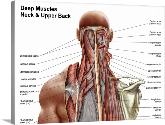 Neck Muscle Diagram / Posterior Triangle Of The Neck Head And Neck