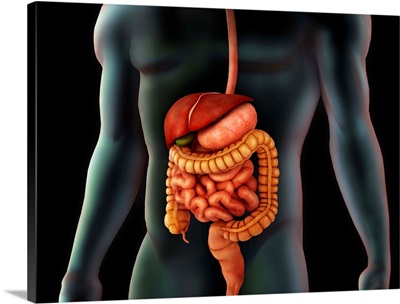 Human body and digestive system, perspective view